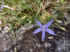 Lithotoma axillaris
