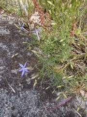 Lithotoma axillaris