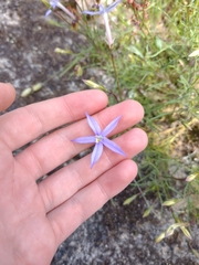 Lithotoma axillaris
