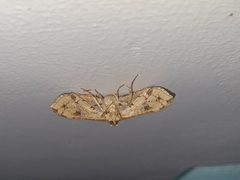 Thyrididae