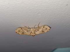 Thyrididae