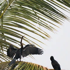 Anhinga melanogaster