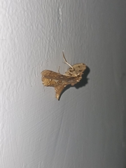 Thyrididae