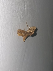 Thyrididae