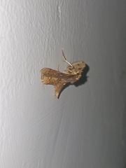 Thyrididae