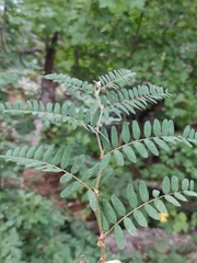 Vicia cassubica
