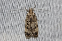 Barea exarcha