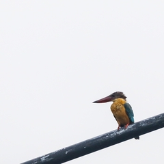 Pelargopsis capensis