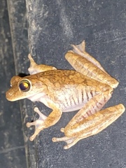 Boana platanera