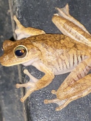 Boana platanera