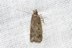 Hoplostega ochroma