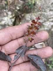 Acalypha phleoides