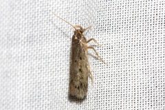 Hoplostega ochroma