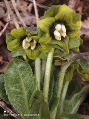 Mandragora caulescens