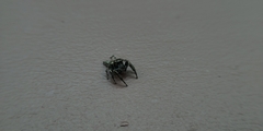 Anarrhotus fossulatus