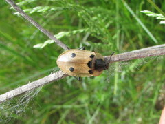 Dendroxena quadrimaculata