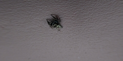 Anarrhotus fossulatus