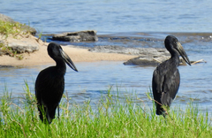 Anastomus lamelligerus