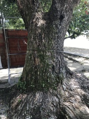 Pterocarpus indicus