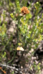 Lepidobolus drapetocoleus