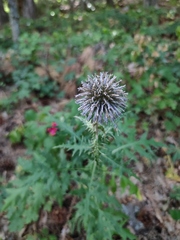 Echinops armatus