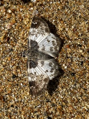 Polyctor cleta