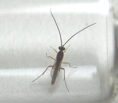 Mesochorinae