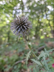 Echinops armatus