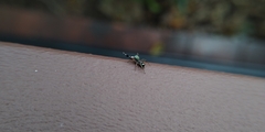 Siler semiglaucus