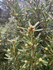 Tasmannia xerophila