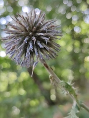 Echinops armatus