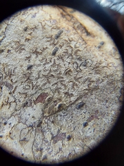Phaeographis erumpens