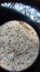 Phaeographis erumpens