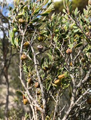 Leptospermum coriaceum