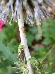 Echinops armatus