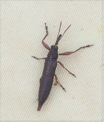 Rhinotia phoenicoptera