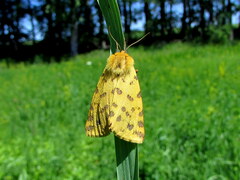 Diacrisia purpurata