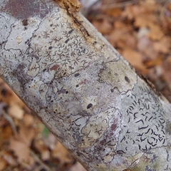 Phaeographis erumpens