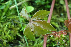 Tetrastigma obtectum