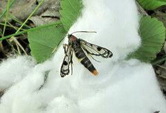 Synanthedon scoliaeformis