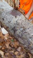 Phaeographis erumpens