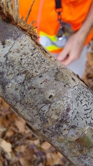 Phaeographis erumpens