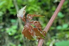 Tetrastigma obtectum