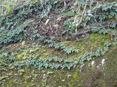 Tetrastigma obtectum