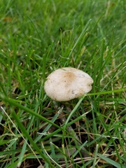 Oudemansiella limonispora