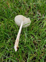 Oudemansiella limonispora