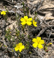 Hibbertia devitata