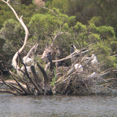 Phalacrocorax sulcirostris