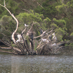Phalacrocorax sulcirostris