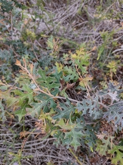 Grevillea dryophylla